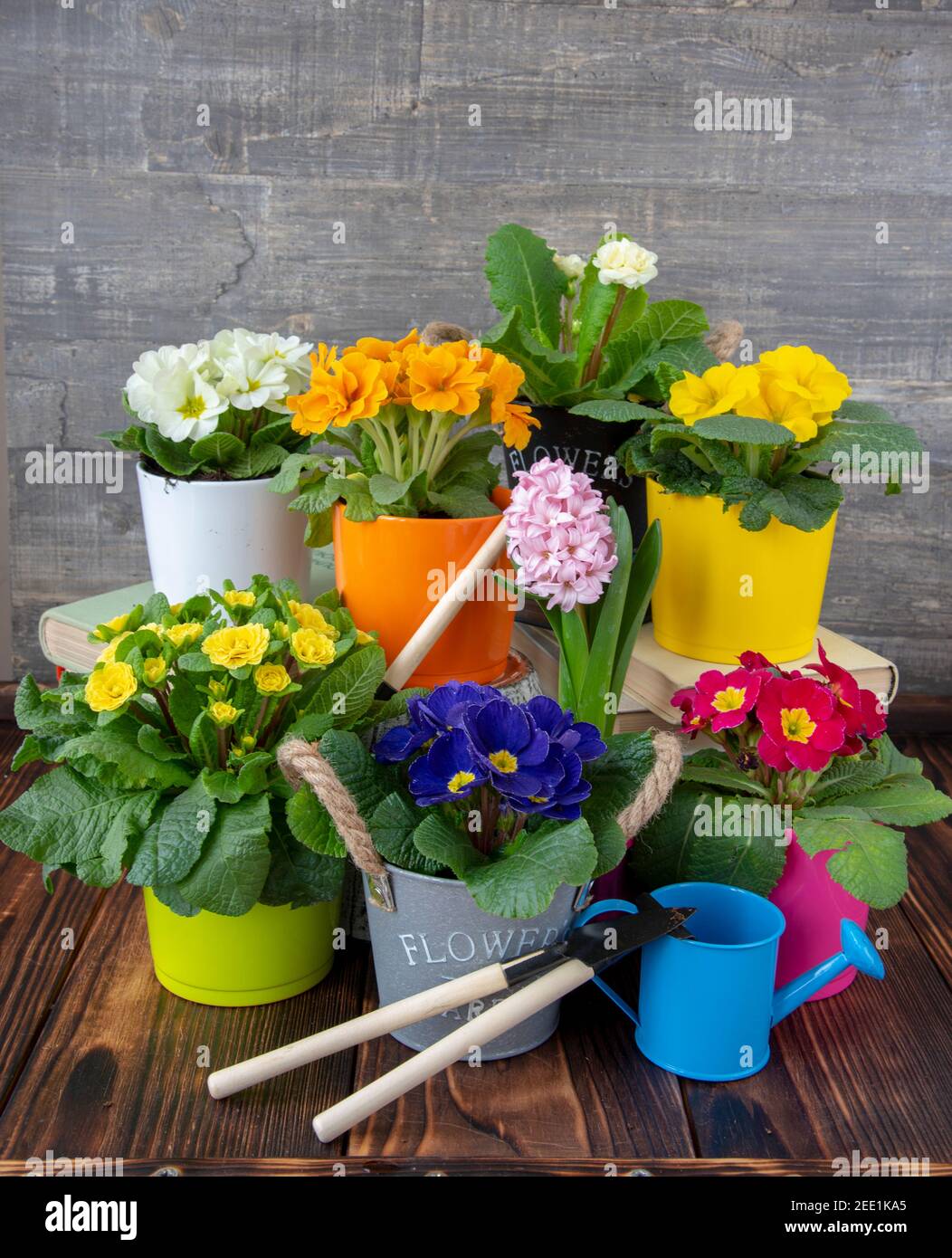 Mehrere bunte Töpfe mit hellen Primeln auf dem Holzboden. Stockfoto