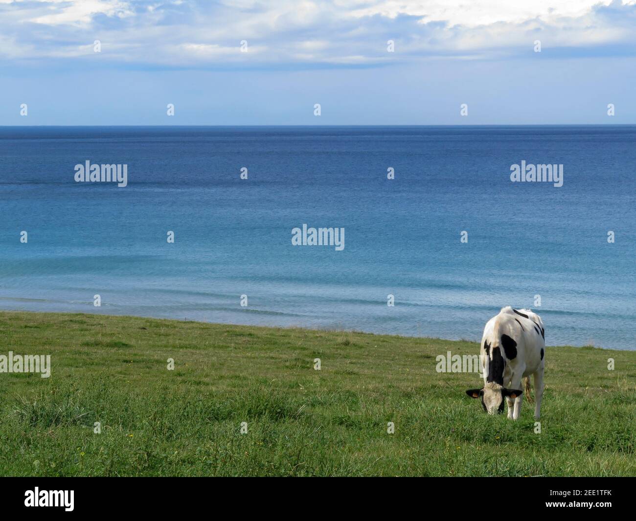 Eine glückliche Kuh grast in einer Wiese direkt am Strand am Alten Atlantik Stockfoto