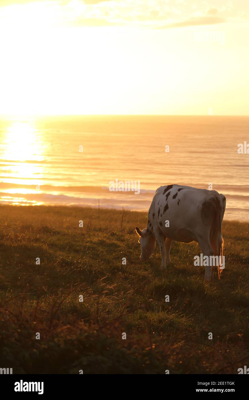 Eine glückliche Kuh grast in einer Wiese direkt am Strand am Alten Atlantik bei Sonnenuntergang Stockfoto