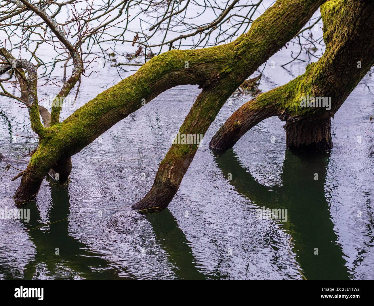 Äste eines gefallenen Baumes im Flusswasser Stockfoto