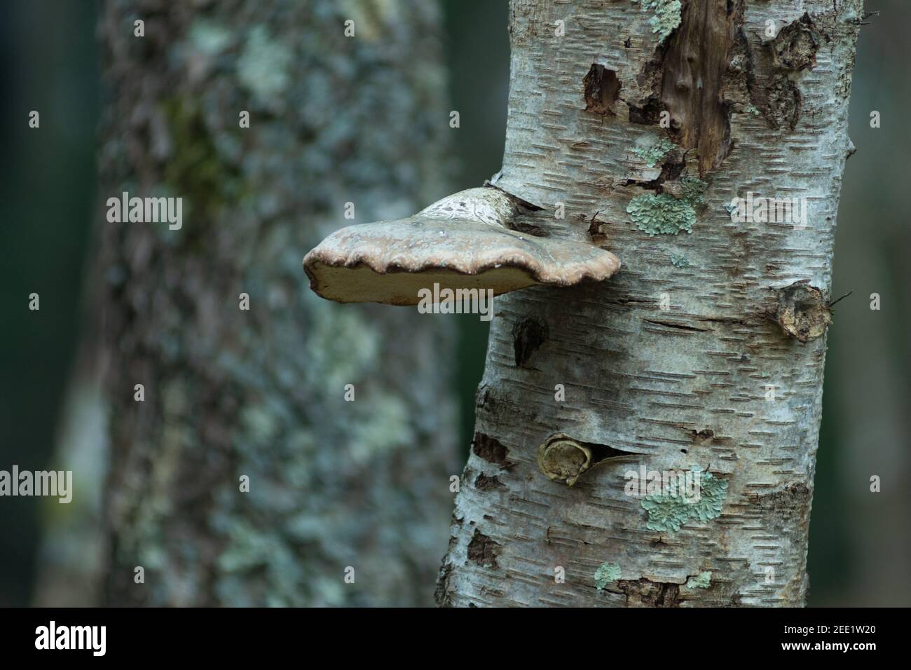 Fomitopsis betulina, Baumpilz auf einer silbernen Birke Stockfoto