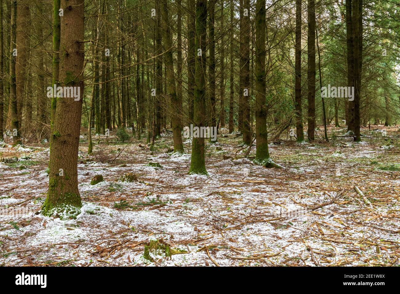 Pinien Baumstämme mit Schnee auf dem Boden Waldboden Stockfoto