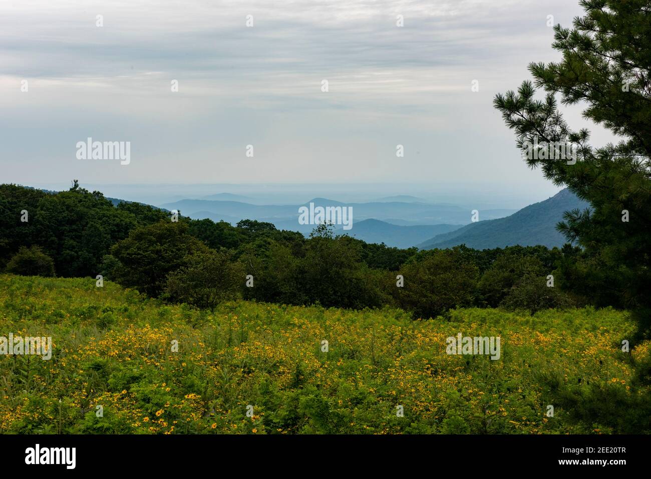 Die Blue Ridge Mountains vom Skyline Drive im Shenandoah National Park aus gesehen. Stockfoto