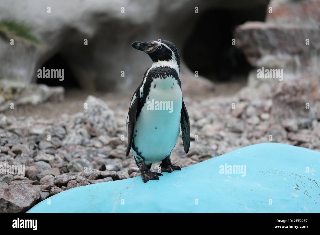 Ein Pinguin steht im Zoo. Stockfoto