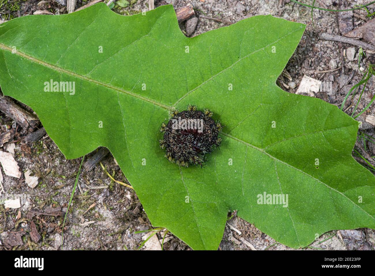 Raupenlarve der Buckmotte (Hemileuca maia) rollte sich auf einem Blatt zusammen. Stockfoto
