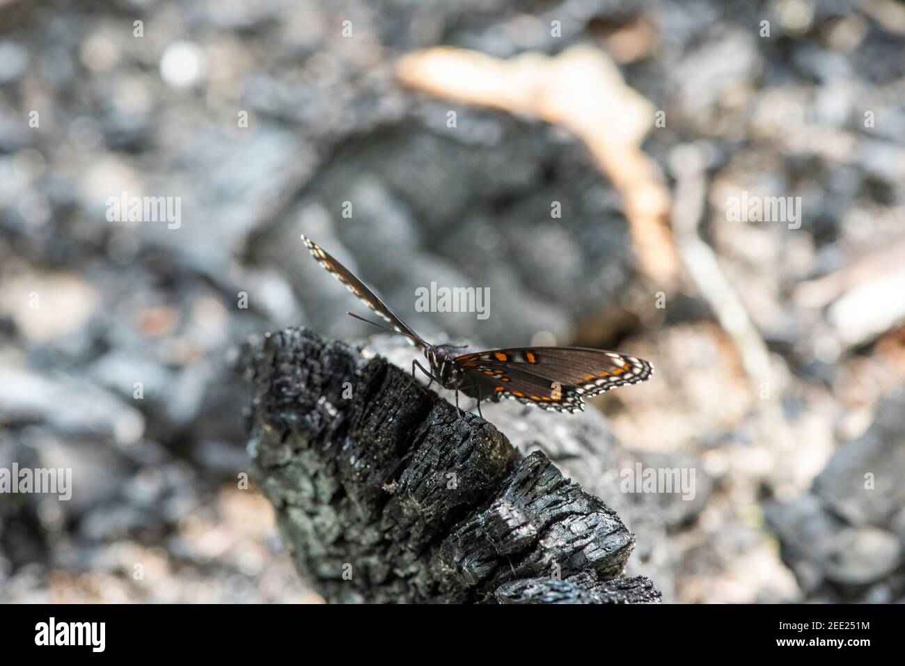 Ventrale Ansicht eines wunderschönen Rotfleckigen Purpuradmiral Schmetterlings, der Nährstoffe aus Holzkohle erhält. Stockfoto