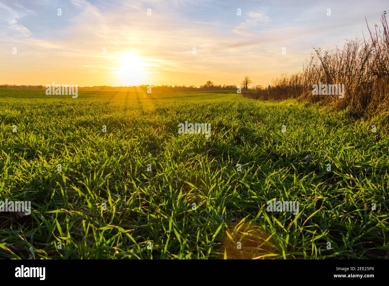 Sonne über den Feldern Stockfoto