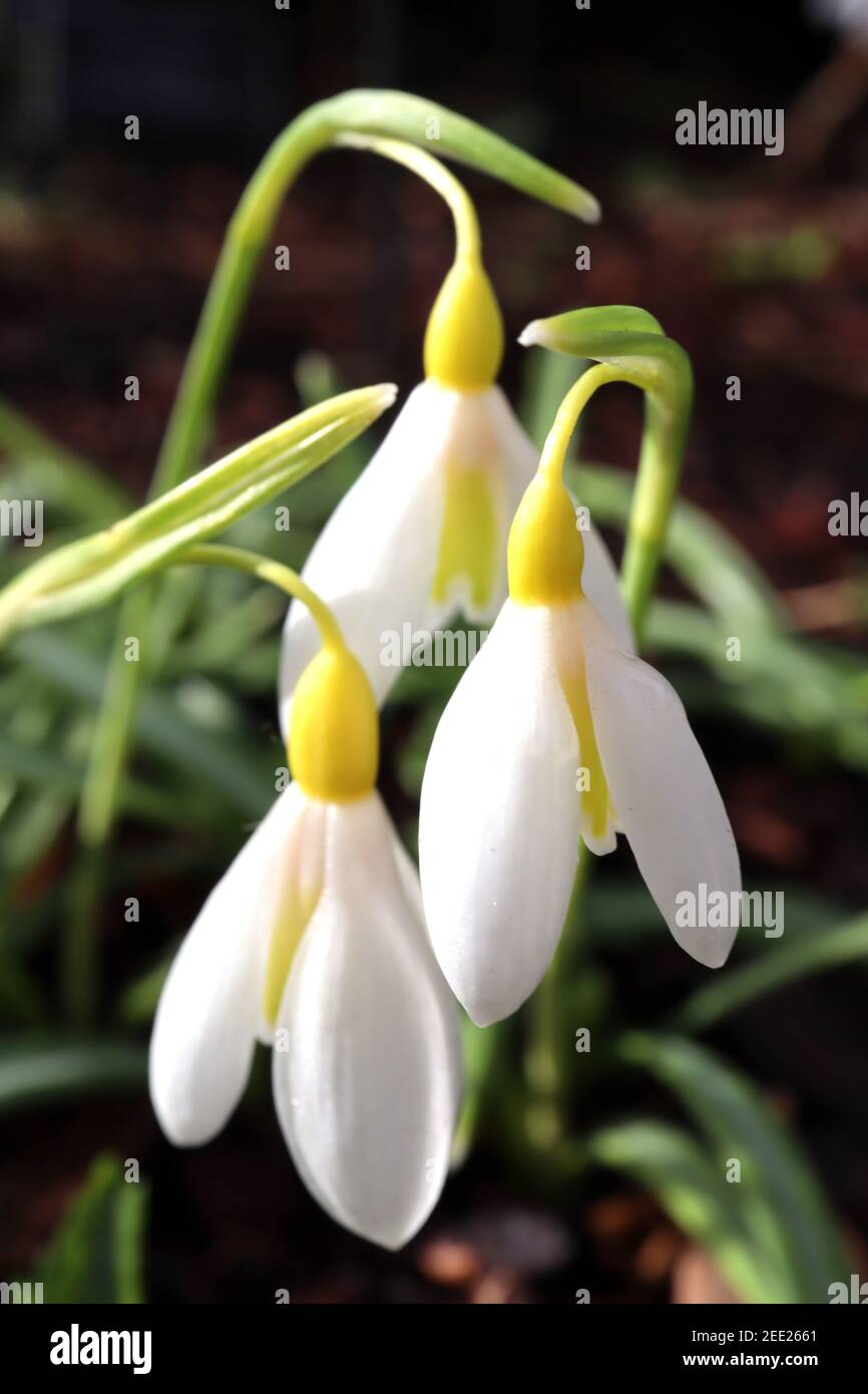 Galanthus plicatus ‘Wendys Gold‘ Schneeglöckchen Wendy’s Gold – gelbe Schneeglöckchen mit großer blassgrüner gelber Markierung auf den inneren Tepals, Februar, England, Großbritannien Stockfoto