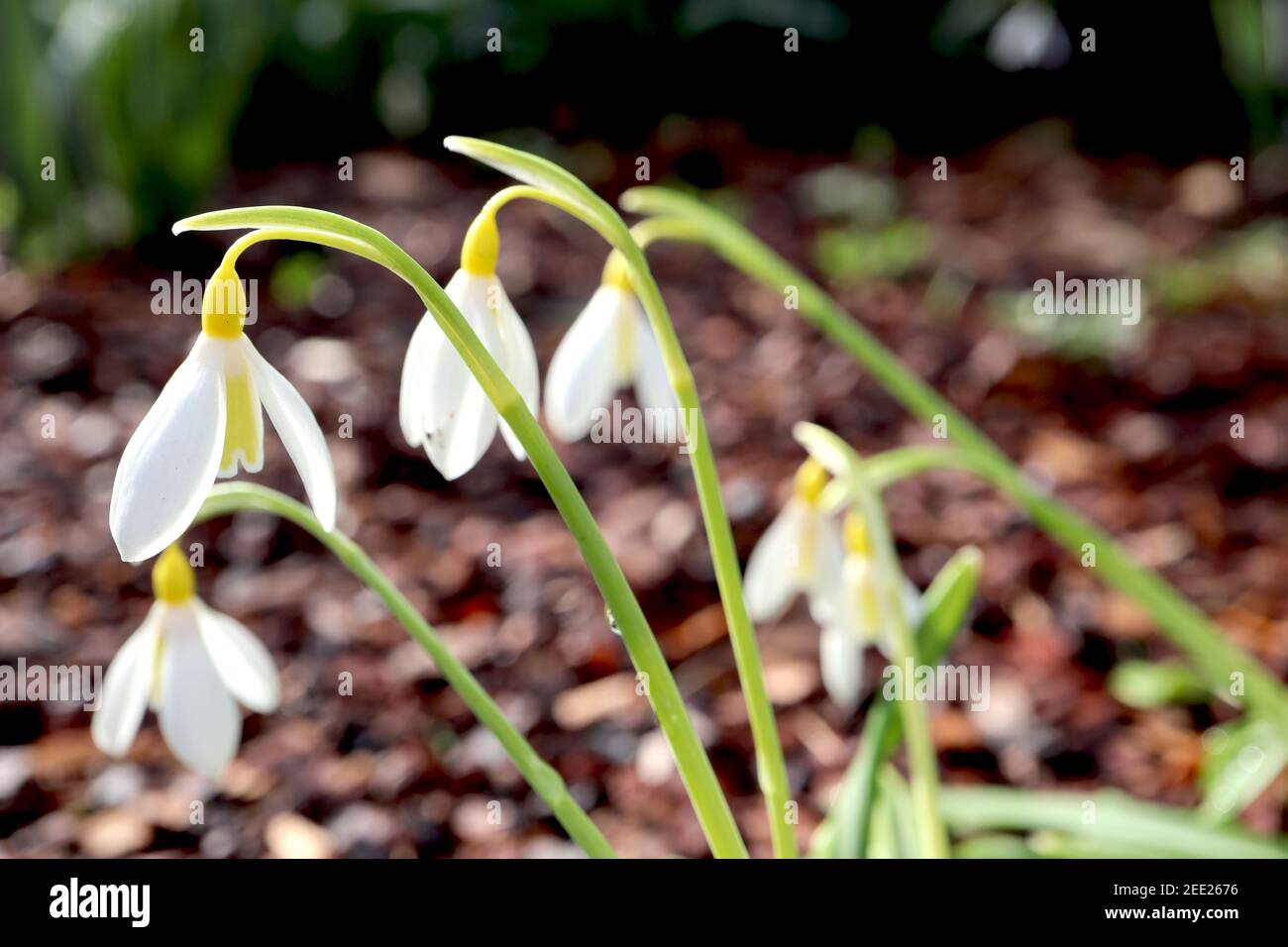 Galanthus plicatus ‘Wendys Gold‘ Schneeglöckchen Wendy’s Gold – gelbe Schneeglöckchen mit großer blassgrüner gelber Markierung auf den inneren Tepals, Februar, England, Großbritannien Stockfoto
