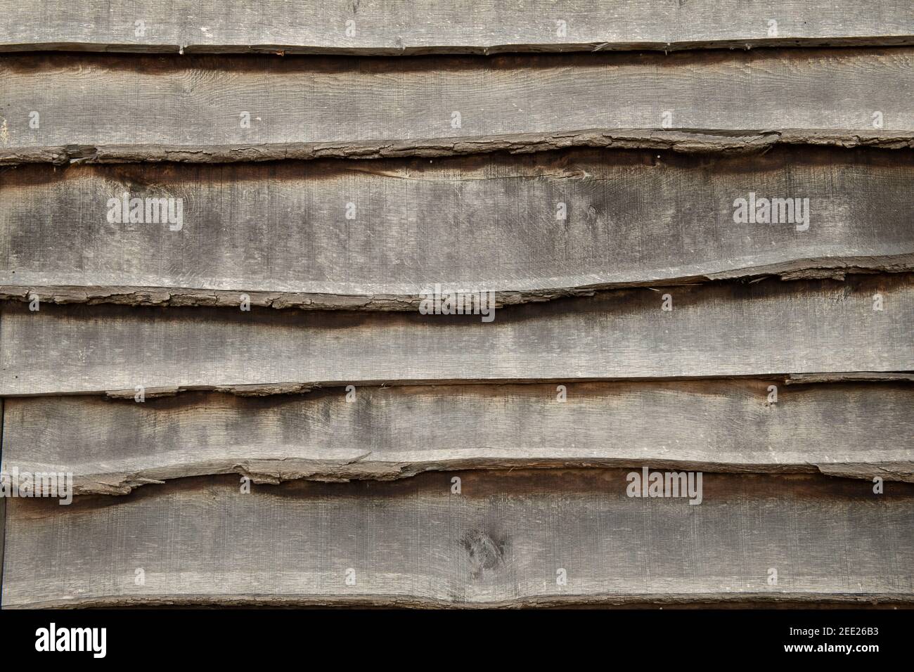 Natürliche Oberfläche überlappte Holz Silber Birke Planken (Hintergrund) Stockfoto