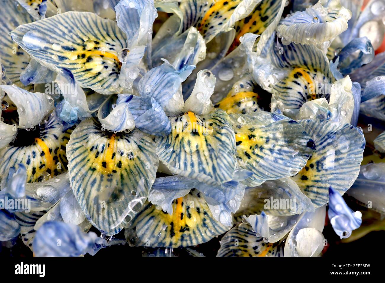 Iris reticulata ‘Katharine Hodgkin‘ Zwerg Iris Katharine Hodgkin - hellblaue Iris mit blauen Adern, gelbem Halo und gelben Rippen, Februar, England, UK Stockfoto