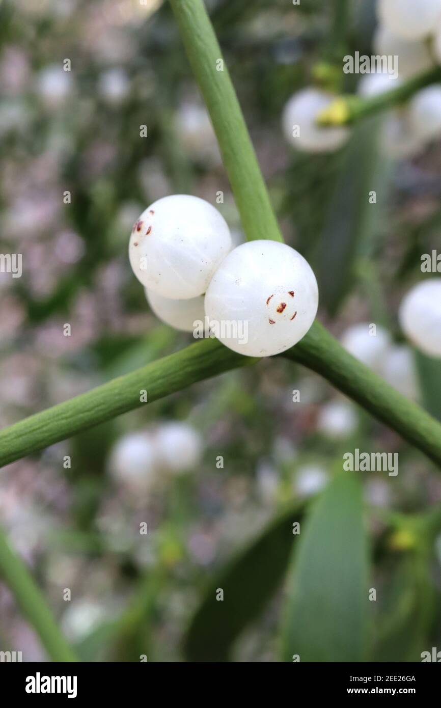 Viscum Album Mistletoe – weiße Beeren, die grüne Zweige durchschneiden, Februar, England, Großbritannien Stockfoto