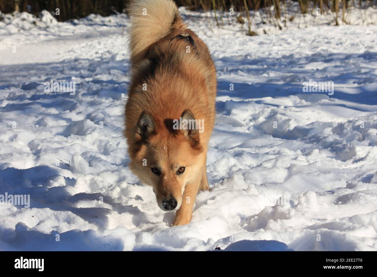 Finnische Spitz spielt im Schnee Stockfoto