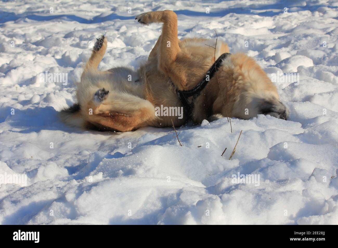 Finnische Spitz spielt im Schnee Stockfoto