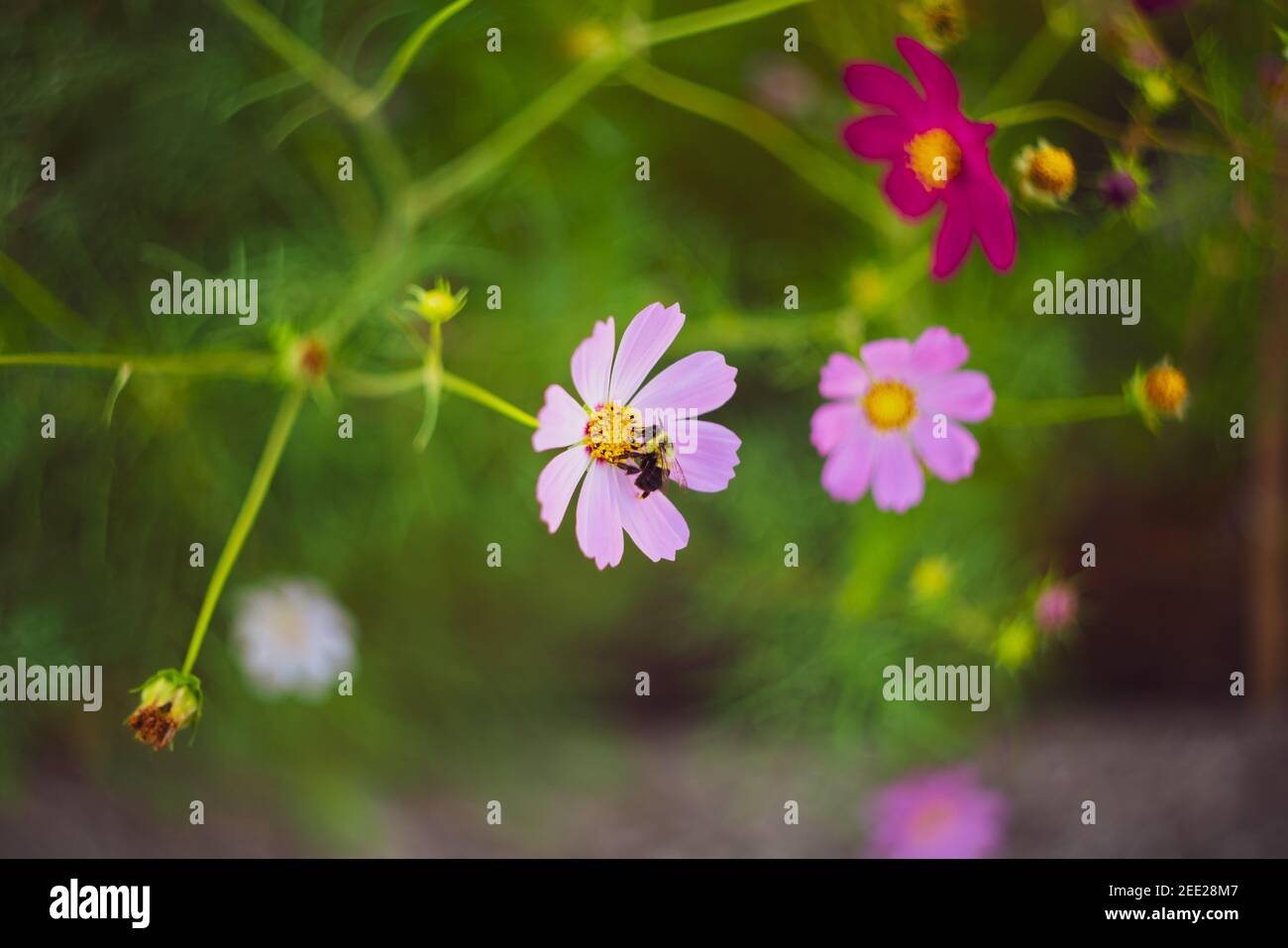 Biene auf rosa lila Gänseblümchen Sommergarten Stockfoto