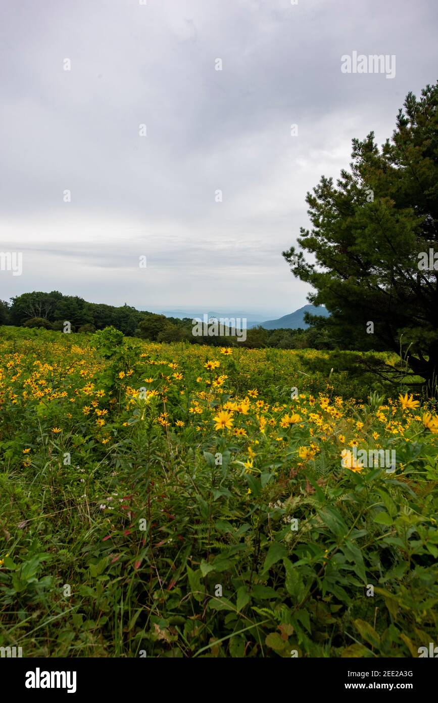 Die Blue Ridge Mountains vom Skyline Drive im Shenandoah National Park aus gesehen. Stockfoto