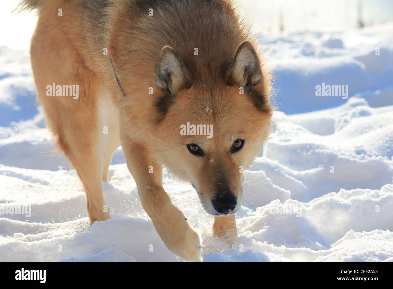 Finnische Spitz spielt im Schnee Stockfoto