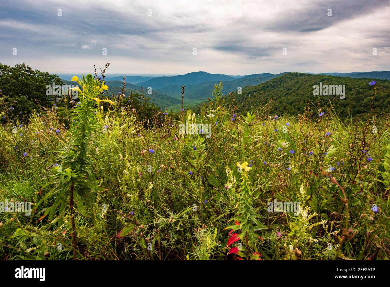 Wildblumen und die Blue Ridge Mountains vom Skyline Drive im Shenandoah National Park aus gesehen. Stockfoto