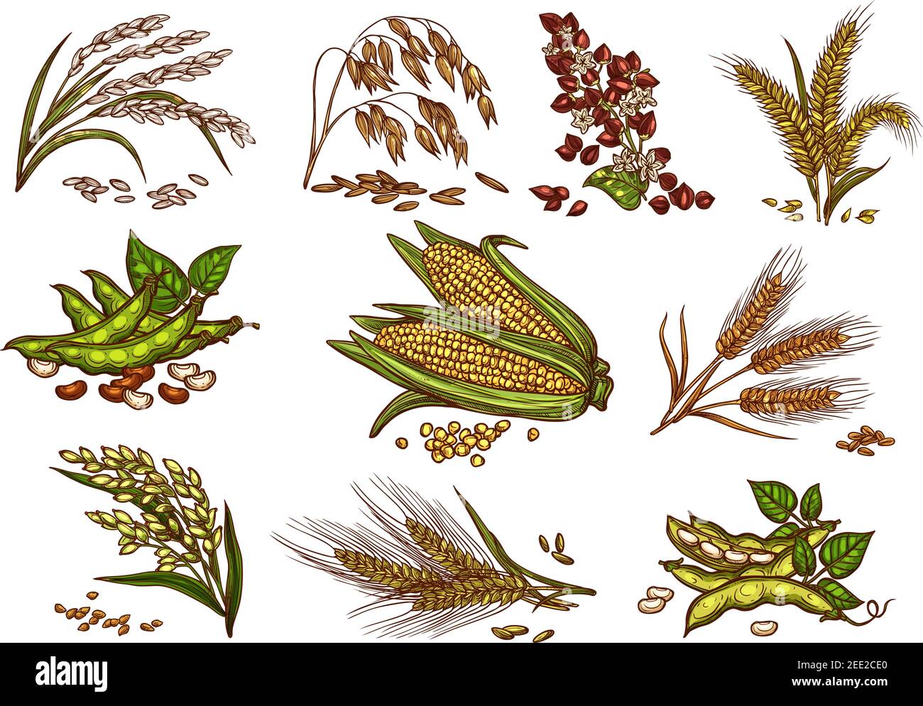 Getreide und Getreidepflanzen Vektor-Set. Isolierte Symbole für Weizen- und Roggenohren, Buchweizenkerne und Hafer- oder Gerstenhirse mit Reiskeibe. Landwirtschaft har Stock Vektor