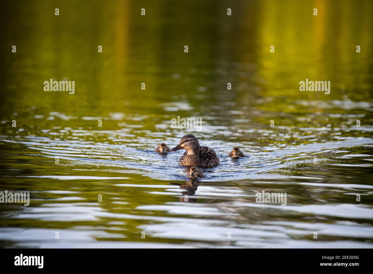 Eine weibliche Stockente schwimmt mit ihren Entchen. Constitution Gardens ist ein Park in Washington, D.C., USA, innerhalb der Grenzen des Th Stockfoto