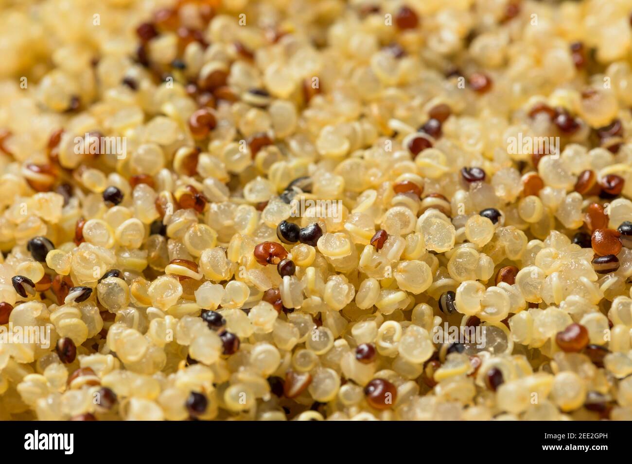 Gesunde gekochte weiße Quinoa bereit zu essen Stockfoto