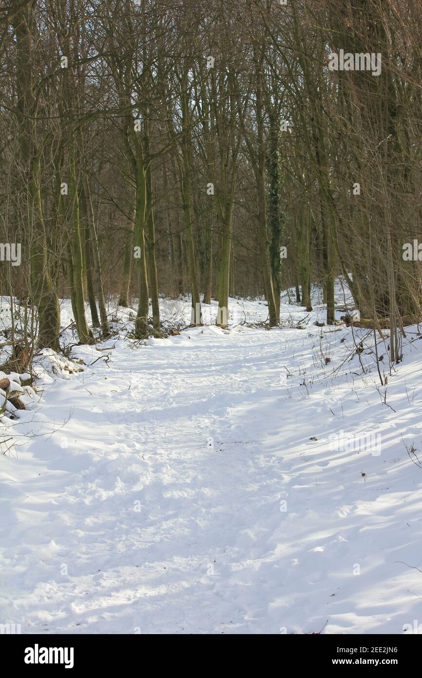 Winter im Stadtpark Staddijk Stockfoto