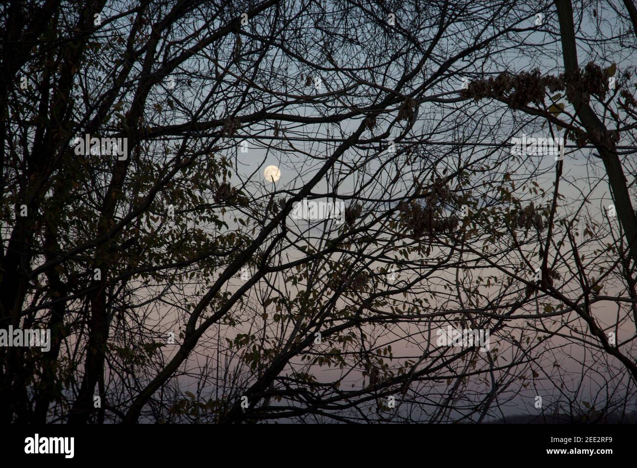 Mond in der Abenddämmerung hinter Bäumen (November 2009) Stockfoto
