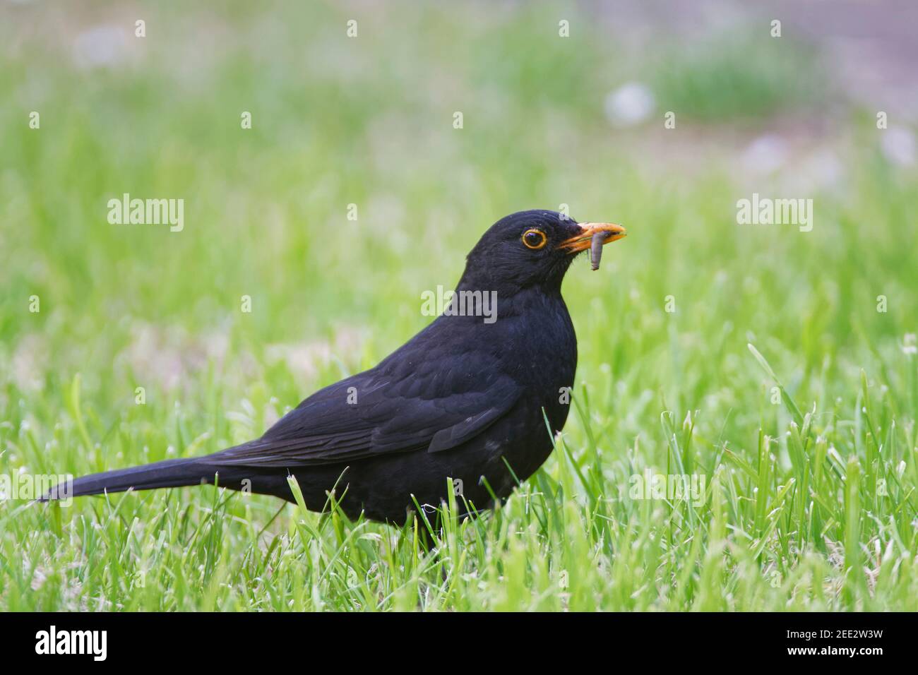 Schwarzvogel (Turdus merula) Männchen, das auf einer Kirchyard-Wiese mit einer Lederjacke (Tipula sp.) im Schnabel Futter, Lacock, Wiltshire, UK, Mai. Stockfoto