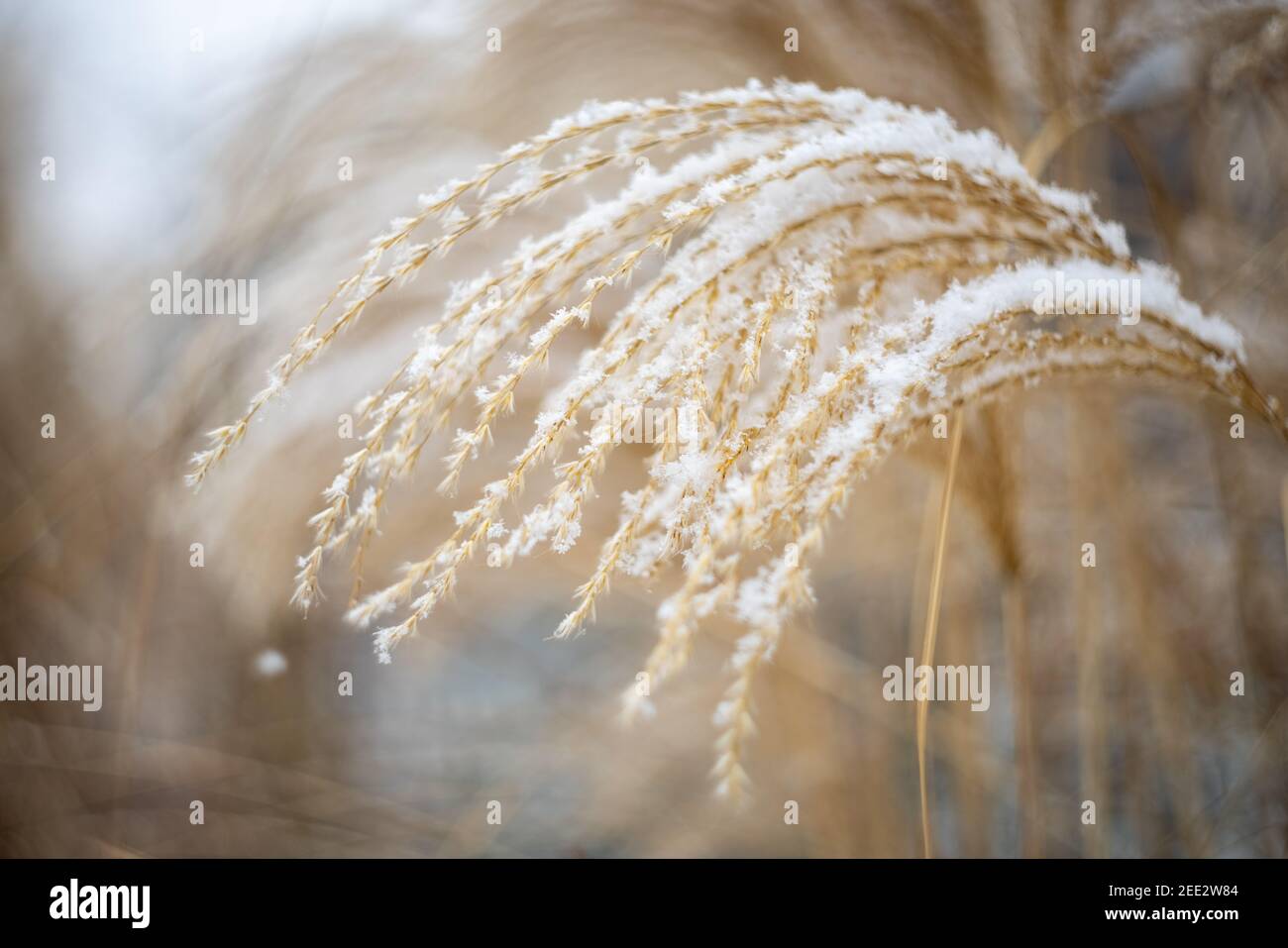 Verschneiten Morgen Mit Ziergras Stockfoto