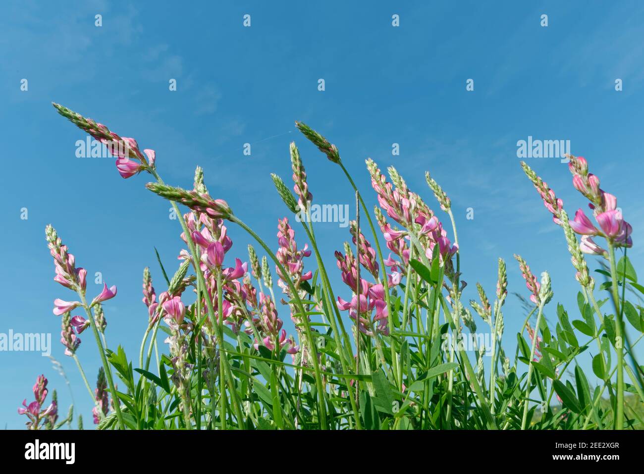 Sainfoin (Onobrychis viciifolia) Blütenklumpen auf Kreidegrasland, Great Cheverell Hill, Salisbury Plain, Wiltshire, UK, Mai. Stockfoto