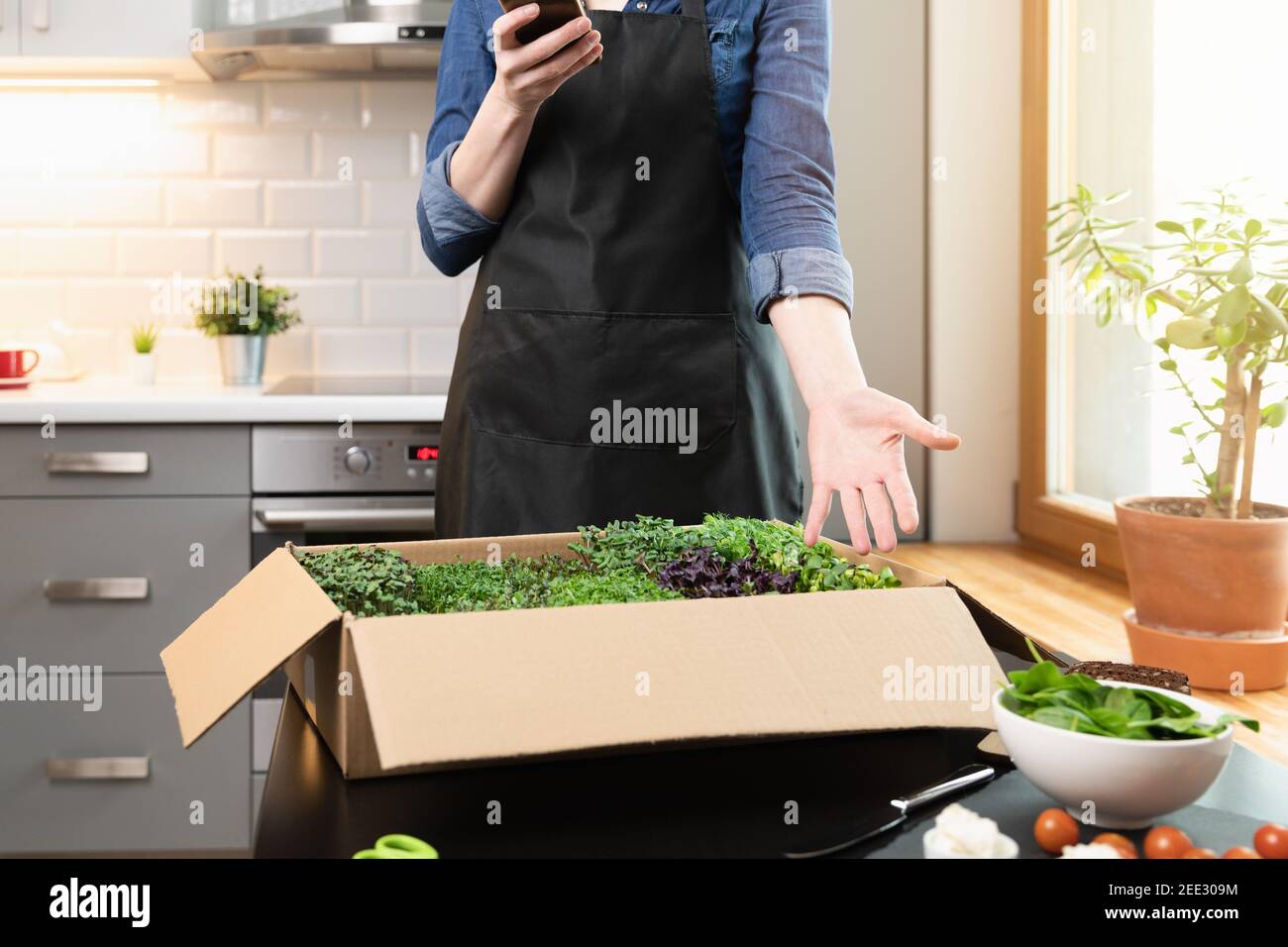Online bestellte eine Pappschachtel mit Bio rohen Microgreens. Frauen zeigen mit Hand zu Box und in der anderen Hand hält ein Telefon. Gesunde Ernährung, Superfoo Stockfoto