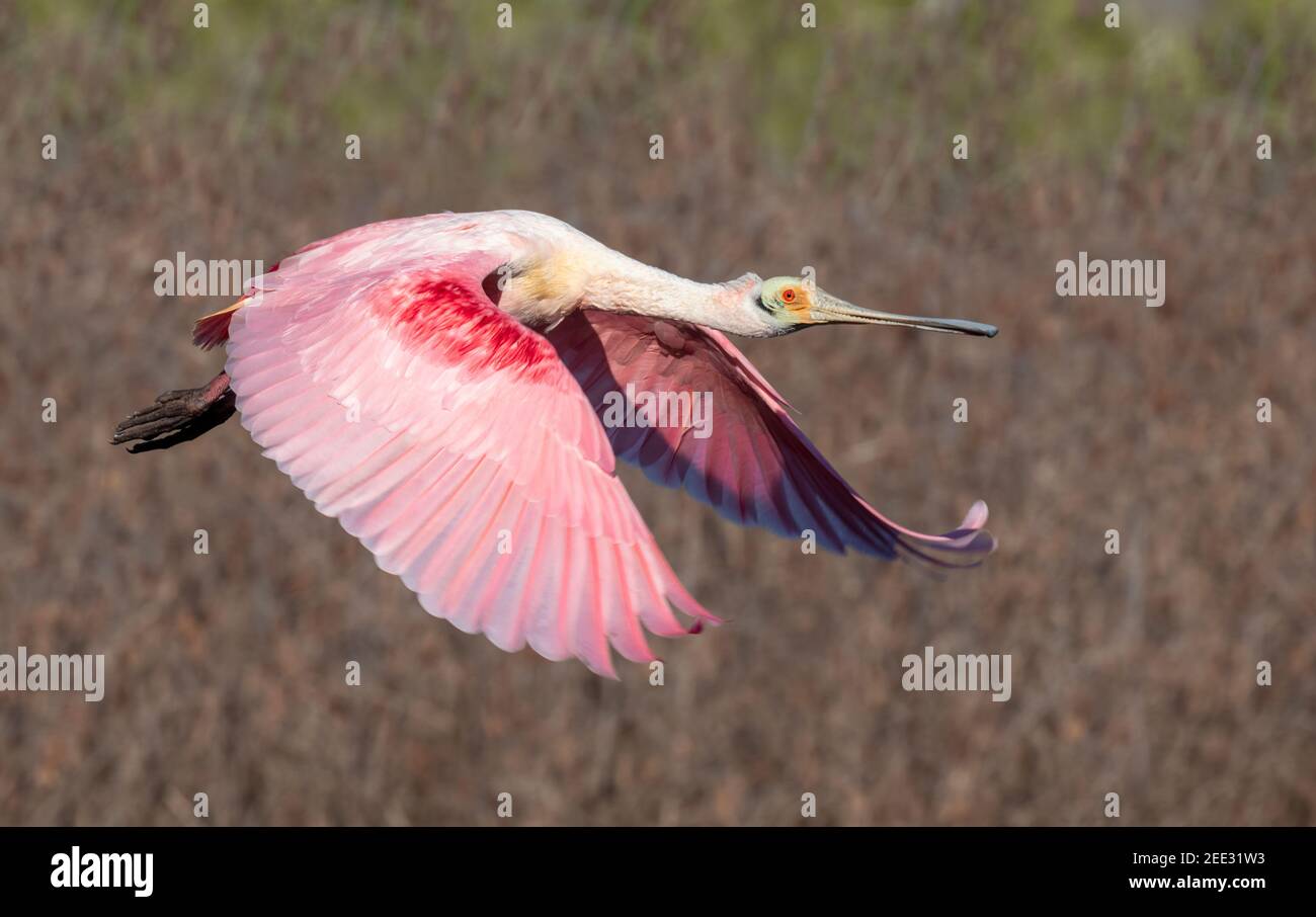Roseatspoonbill (Platalea ajaja) fliegend, Galveston, Texas, USA. Stockfoto