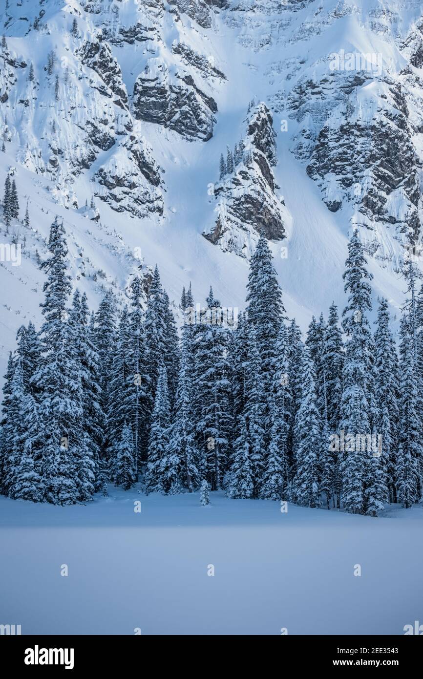 Gruppe von Kiefern, Kanadische Rockies Stockfoto
