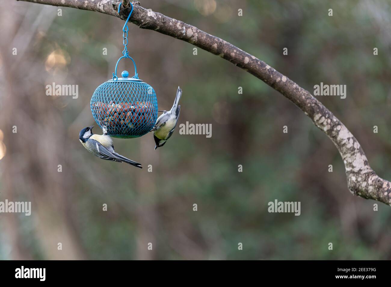 Titmouse auf dem Ast. Vogel-Titmouse mit gelbem Bauch Stockfoto