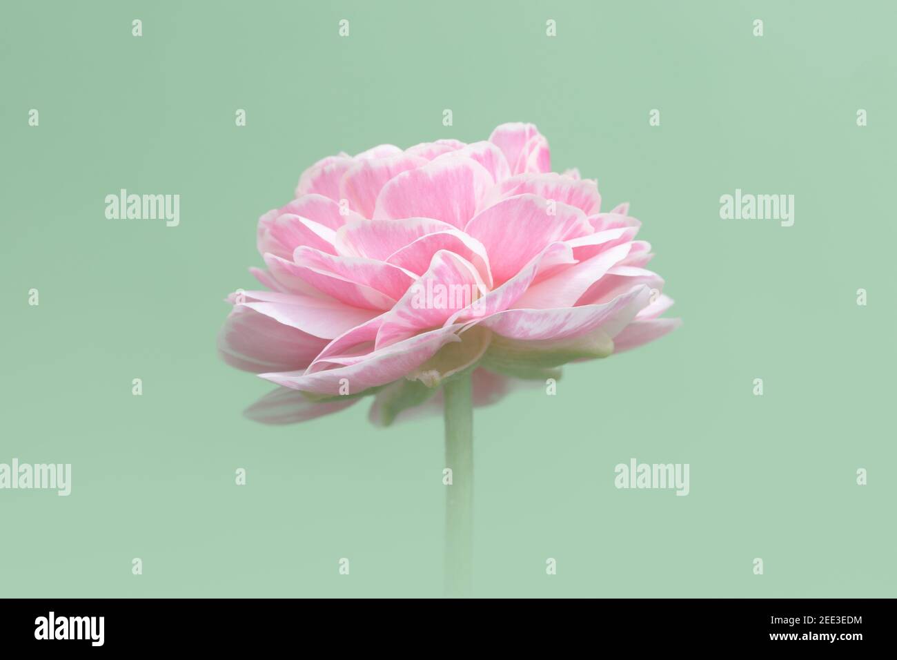 Seitenansicht der isolierten rosa Ranunculus Blume Stockfoto