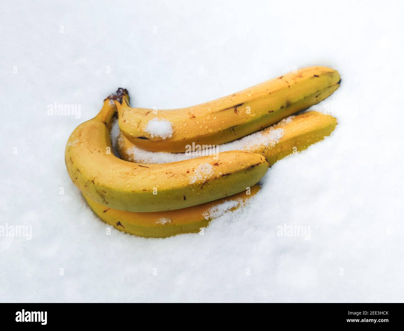 Gefrorene Bananen im Schnee, tropische Früchte im Winter Stockfoto