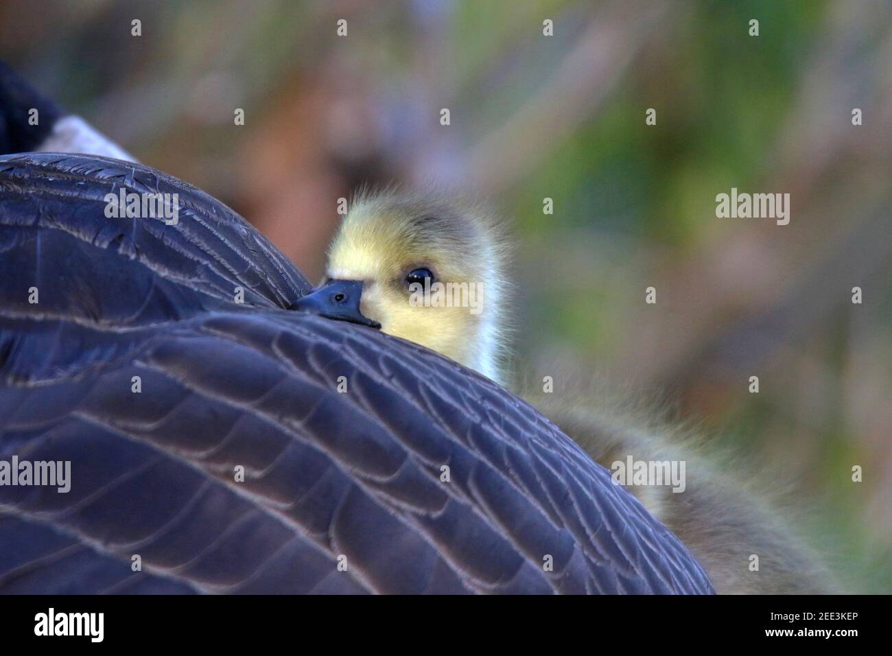 Eine Mutter Kanadagans Branta canadensis mit einem jungen Gänse Im Frühling auf ihrem Flügel ruhend Stockfoto