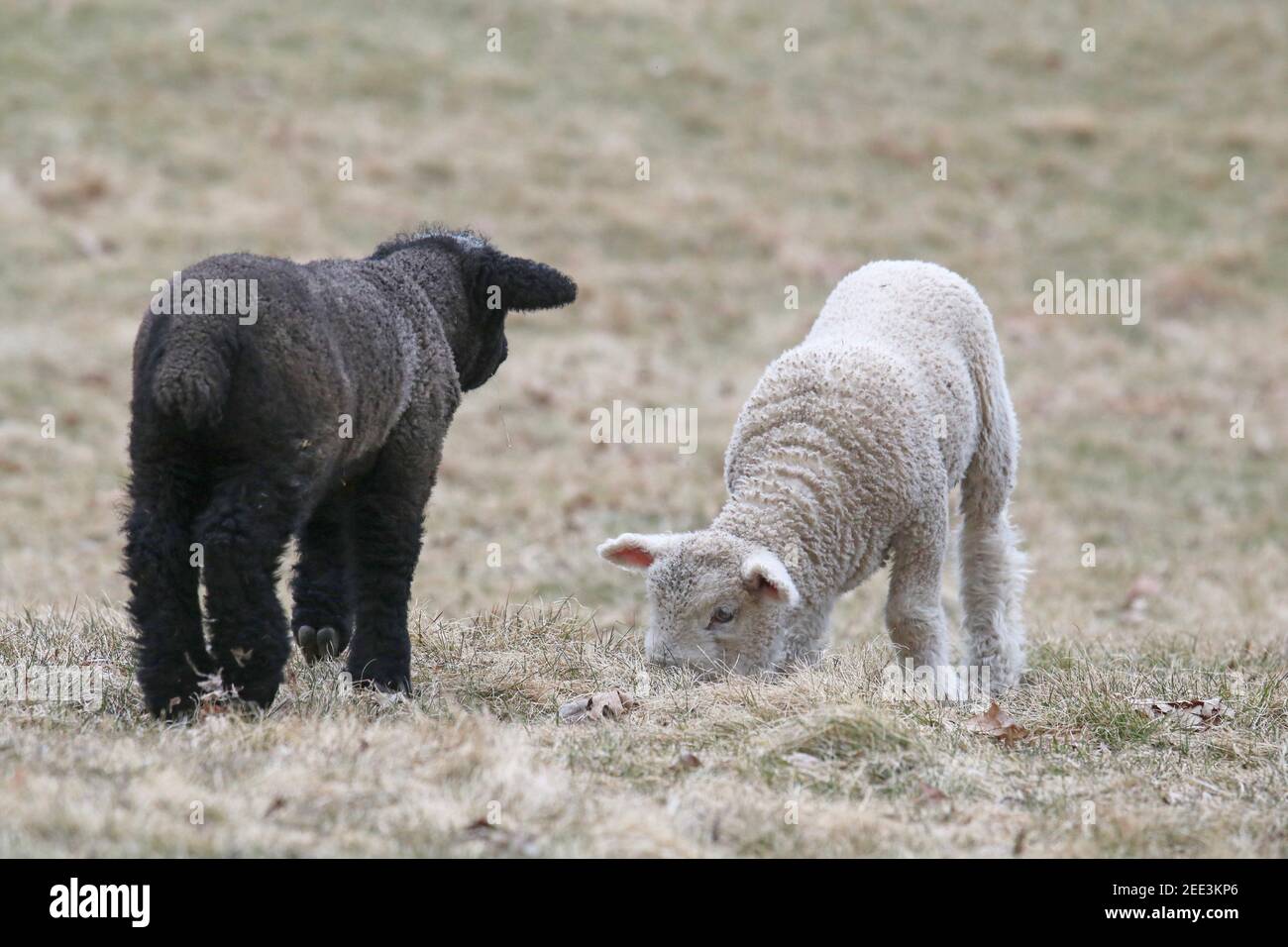 Ein Paar Lämmer grasen auf einer Weide im Frühjahr. Einer ist schwarz und einer ist weiß. Stockfoto