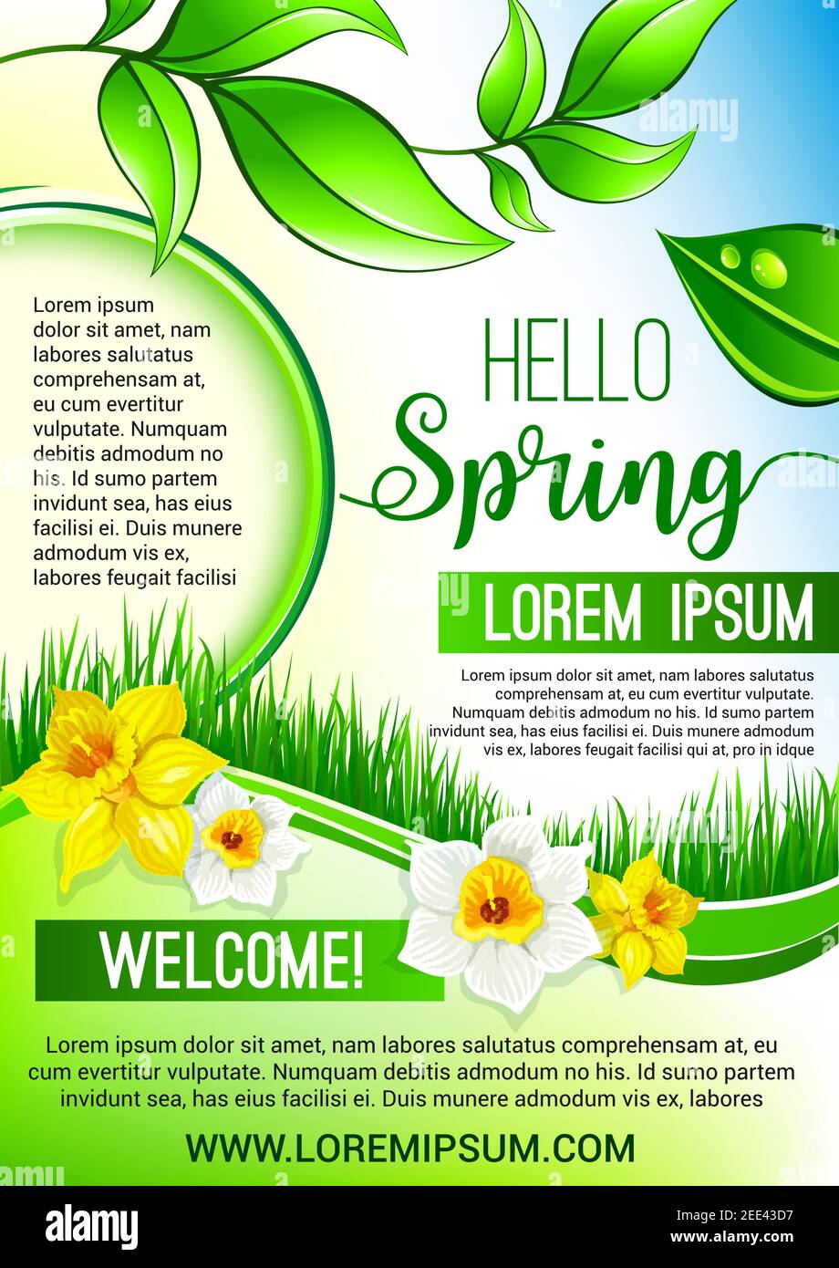 Hello Frühling Vektor-Poster für Frühlingsferien. Design von Tautropfen auf grünen Blättern, Gras und blühenden Frühlingsblumen Narzissen oder Narzissen. Fla Stock Vektor