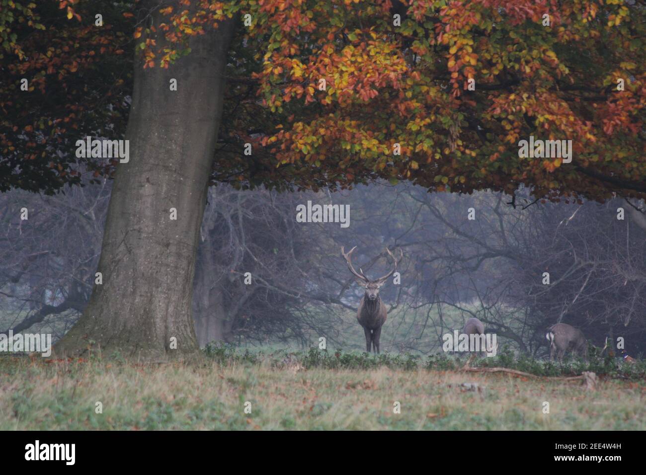 Studley Royal Deer Park Stockfoto