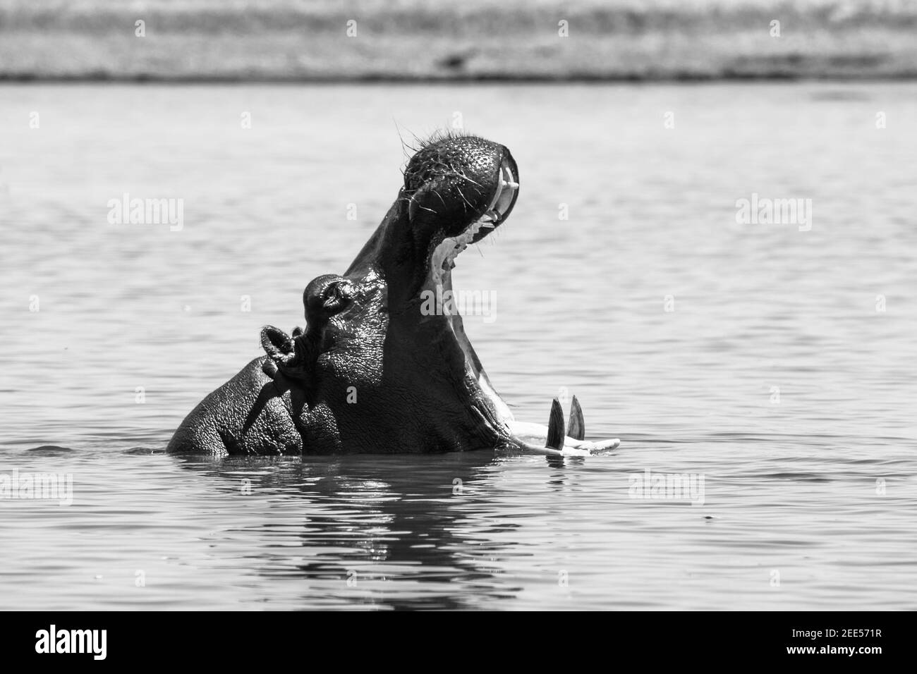 Großes Nilpferd mit weit geöffnetem Mund im Fluss Stockfoto