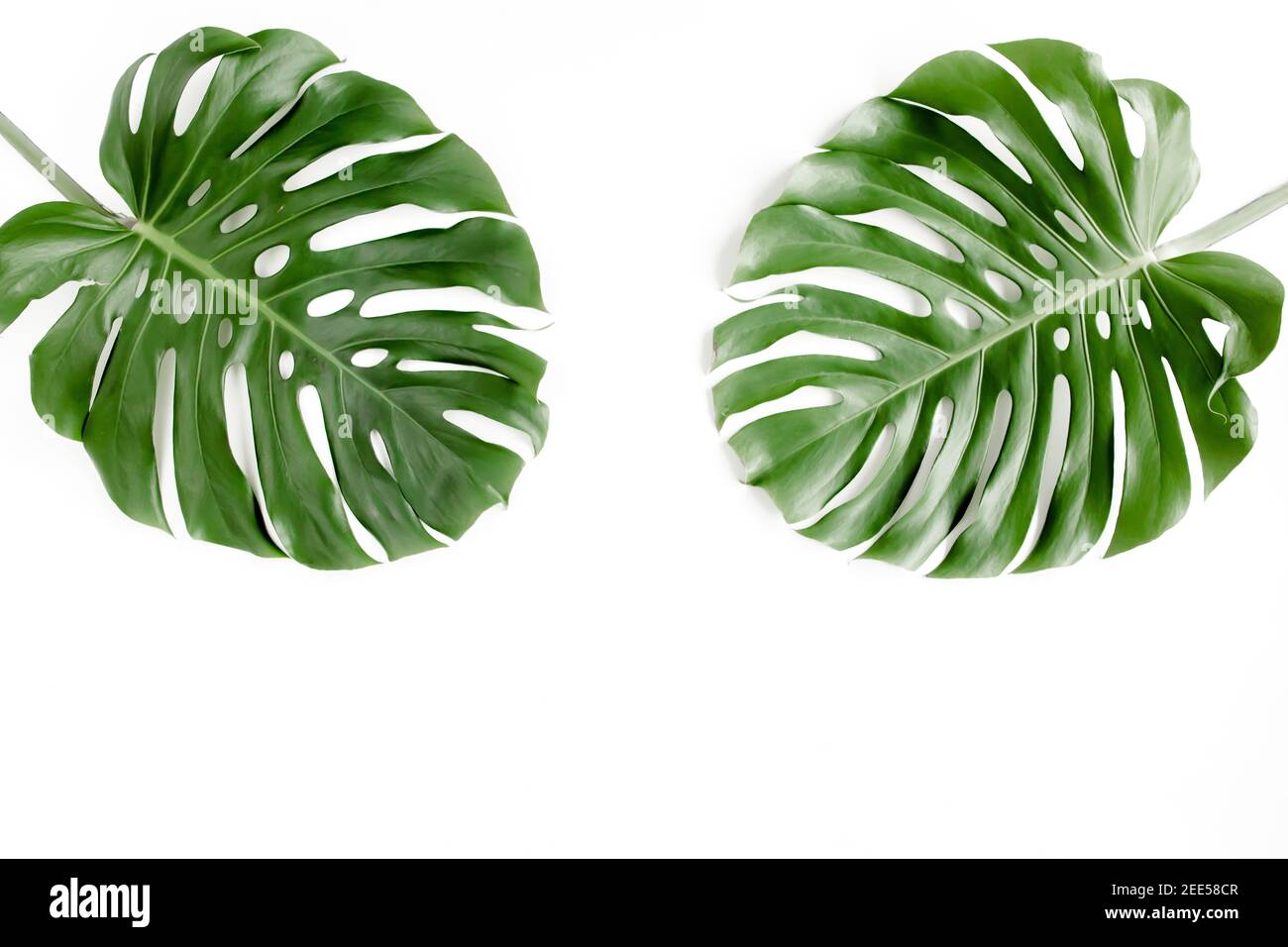 Tropische Palmenblätter Monstera auf weißem Hintergrund. Flach liegend, Draufsicht. Stockfoto