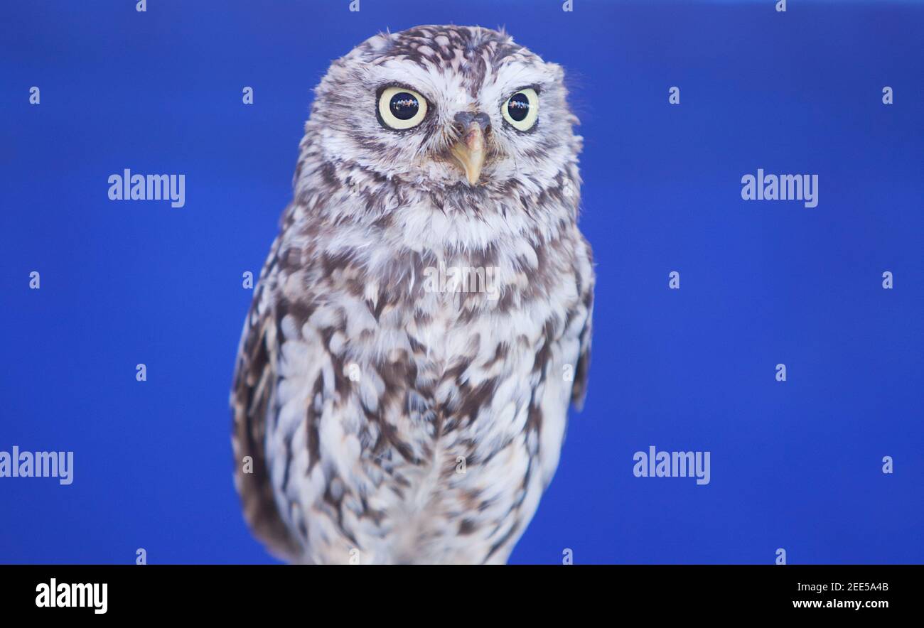 Die kleine Eule, Athene noctua, auch bekannt als die Eule von Minerva. Isoliert auf blauem Hintergrund Stockfoto