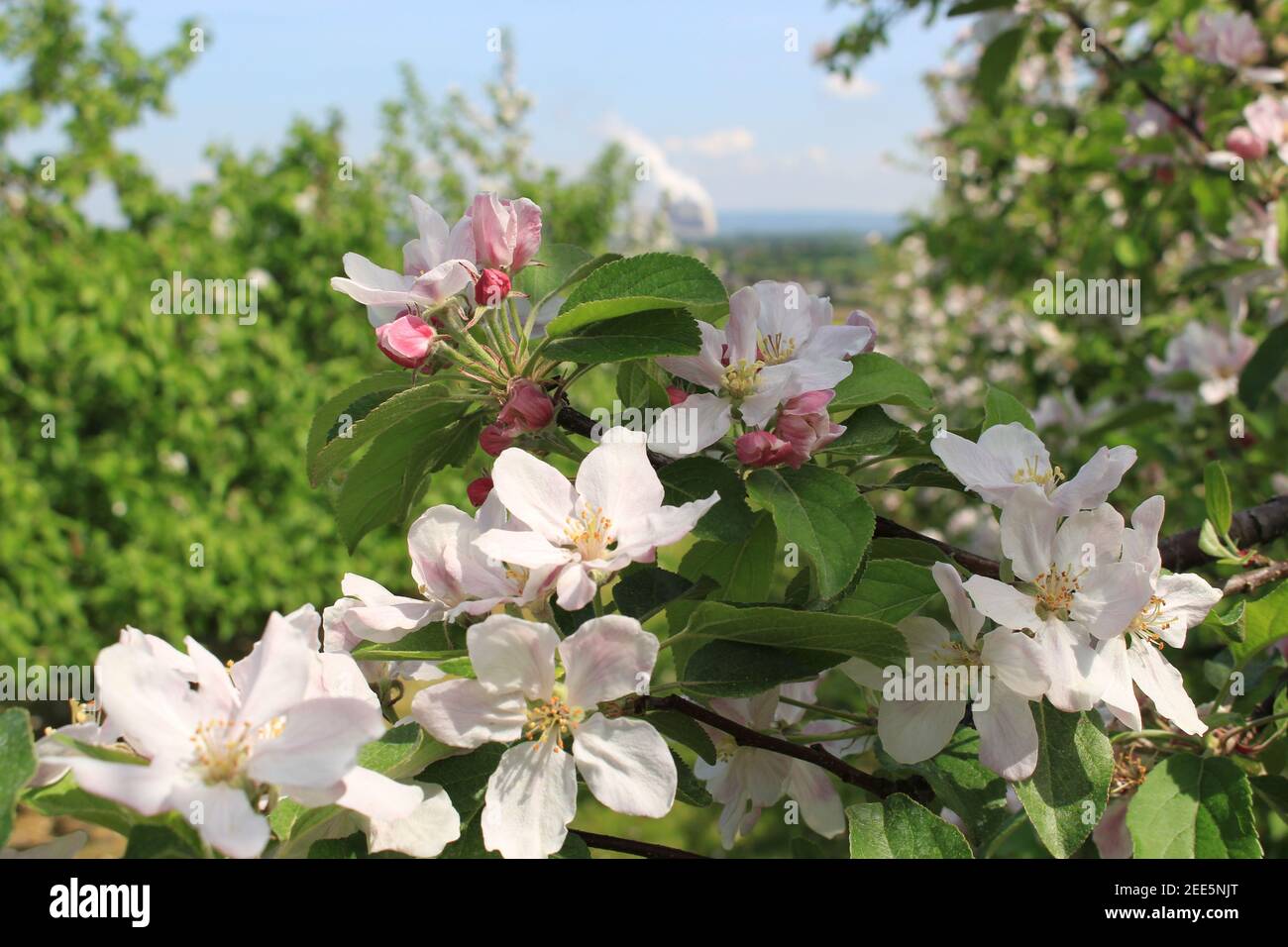 Nahaufnahme eines blühenden Apfelbaumes mit rosa und weiß Blüten Stockfoto