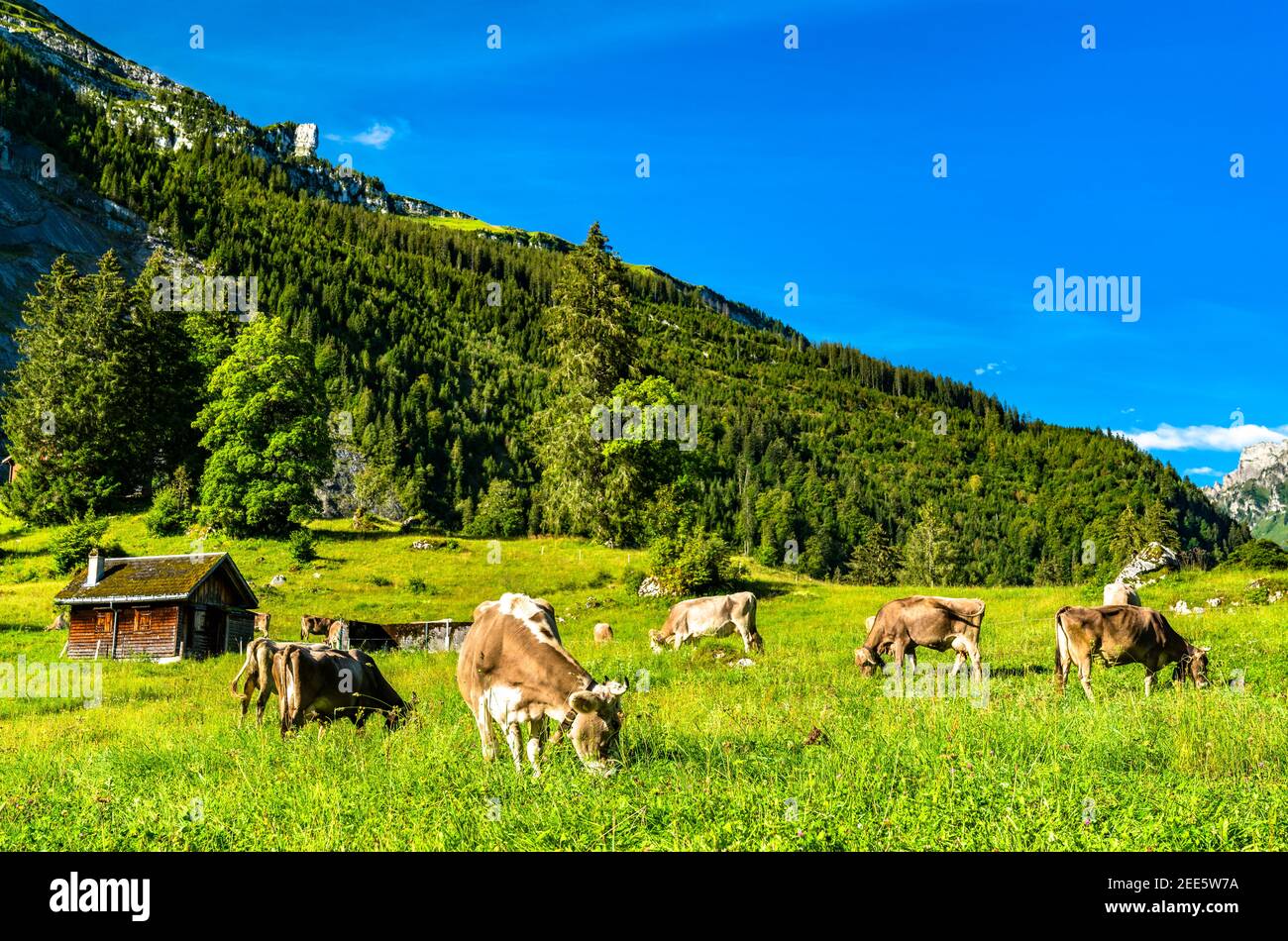 Weidende Kühe in den Schweizer Alpen Stockfoto