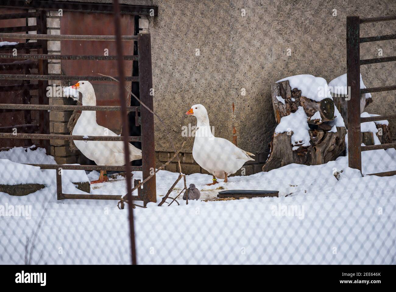 Weiße Hausgänse auf kleiner Dorffarm hinter dem Zaun Im Winter auf Schnee Stockfoto