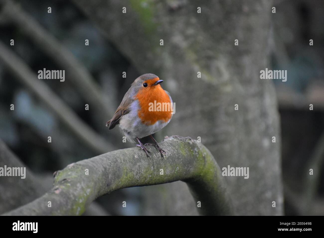 Erwachsene europäische Rotbarsche Männchen und Weibchen tragen ähnliches Gefieder Eine rötlich orange Brust und Gesicht stärker gefärbt in Die britische Unterart Stockfoto
