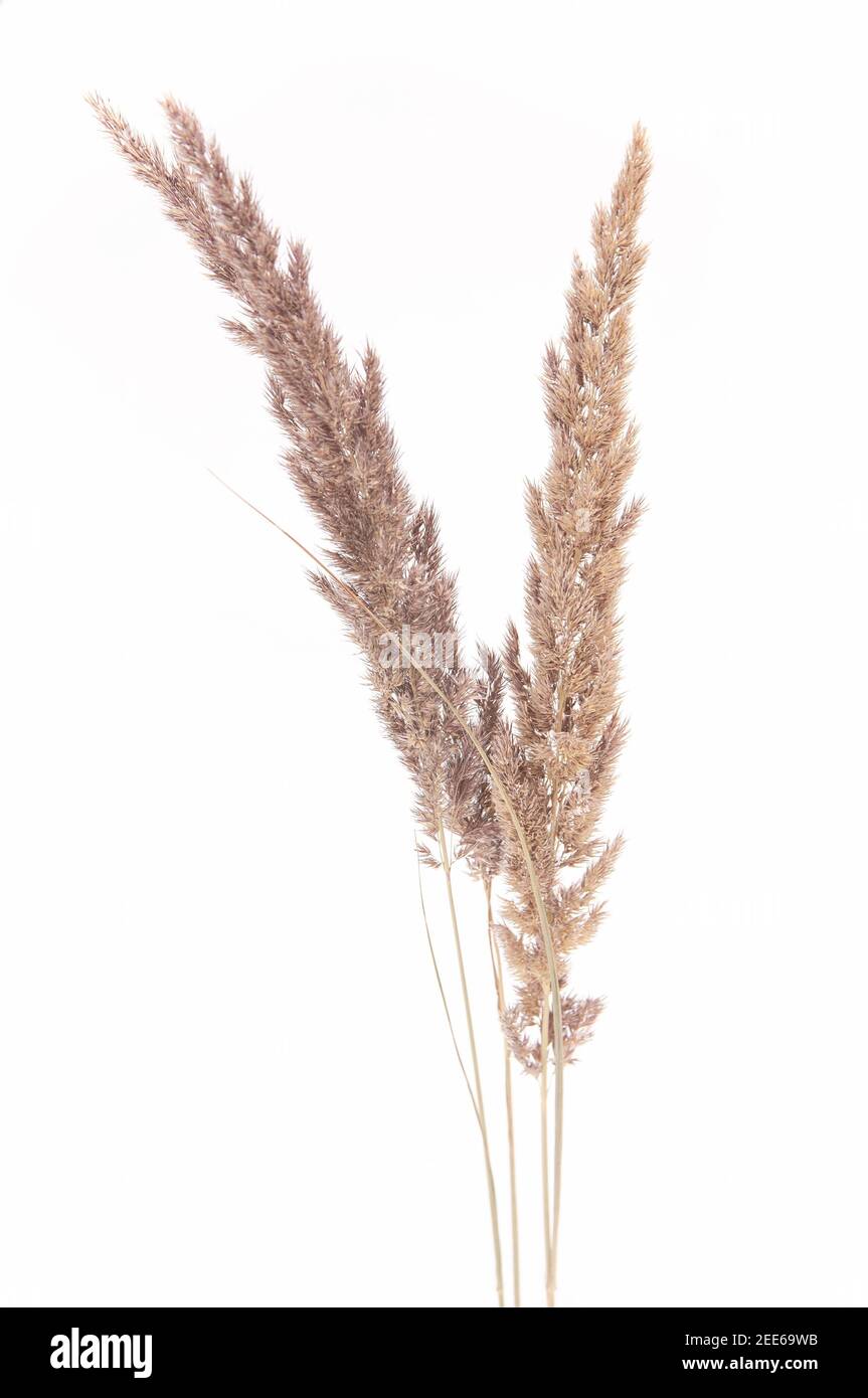 Trockenes Herbstgras braun wild auf weißem Schnee im Winter Stockfoto