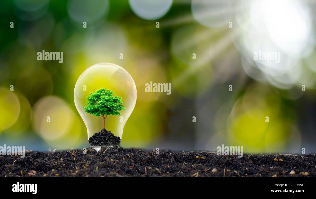 Bäume wachsen in Glühbirnen energiesparend und Umwelt Ideen Am Tag der Erde Stockfoto