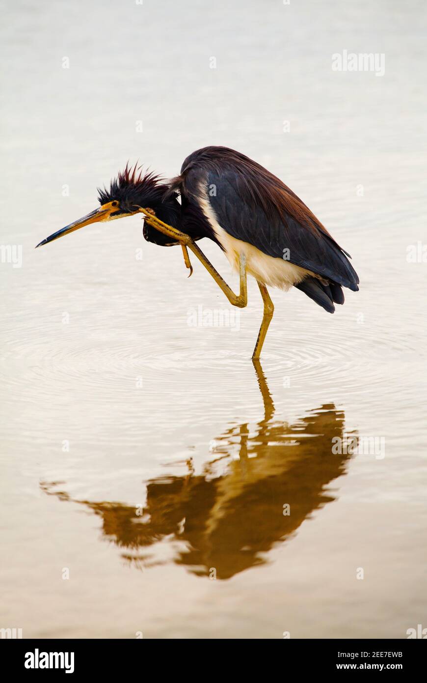 Dreifarbiger Reiher an der Lagune, Tiger Tail Beach, Marco Island, Florida Stockfoto
